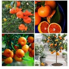 Cây giống quýt hồng