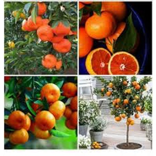 Cây giống quýt hồng (quýt tiều)