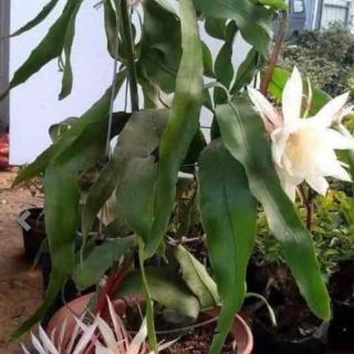 Cây giống dạ quỳnh, cây giao