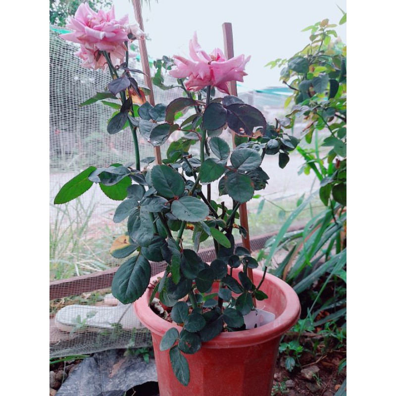 Hoa hồng tezza tím