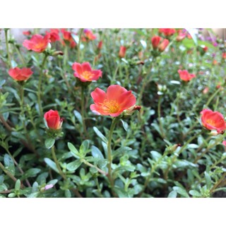 Hoa mười giờ cánh kép (1 cành)