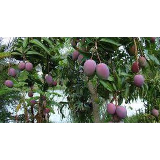cây giống xoài úc