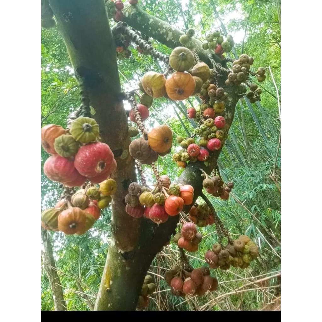 Cây Giống Chuẩn Cây Vả Mật