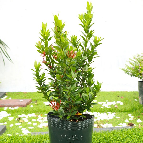 Cây Giống Hoa Mẫu Đơn Ta