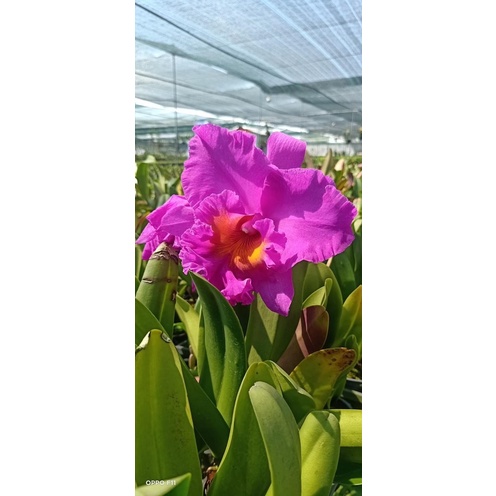 Lan Cattleya chậu lớn đang nụ