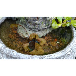 cây thủy sinh hoa $úng thái- 1pcs