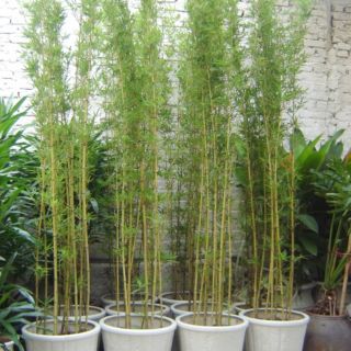 Cây 🌲 Trúc Quân Tử ( 1 chậu 3 cây  cao 1m6)
