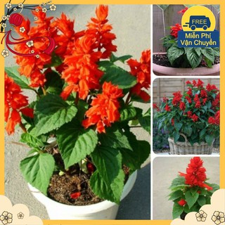 Hạt Giống Hoa Xác Pháo Đỏ