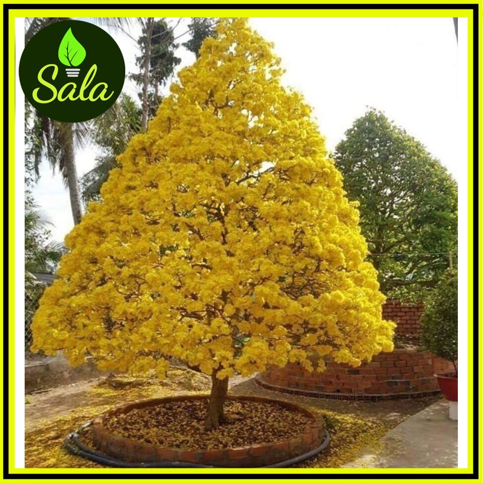 PHÂN HỮU CƠ CHO CÂY MAI VÀNG TÚI 1KG