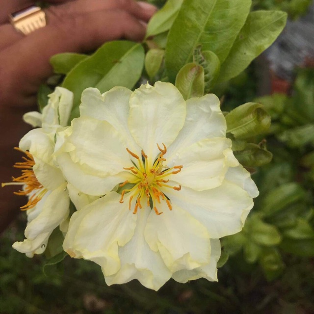 Hoa mai kem cây giống