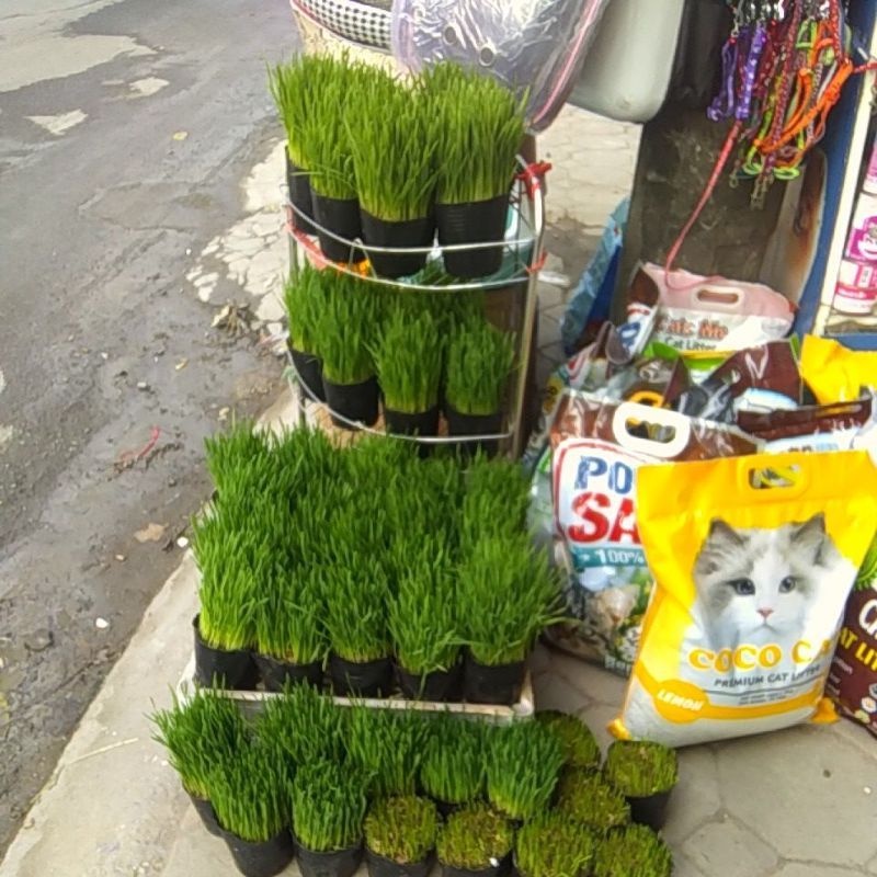 Cỏ mèo tươi trồng sẵn giúp tiêu búi lông chất xơ cho mèo ….