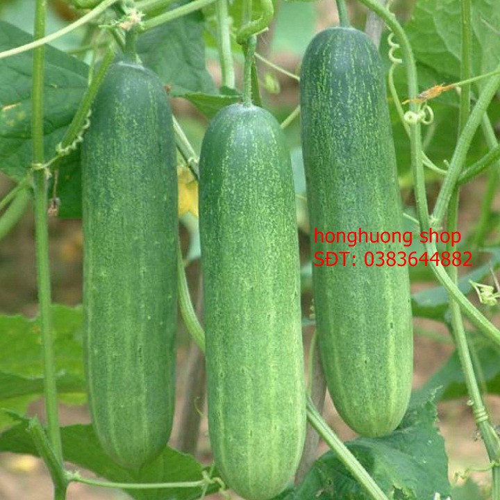Hạt giống dưa leo lai F1