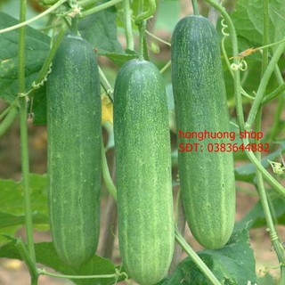 Hạt giống dưa leo lai F1