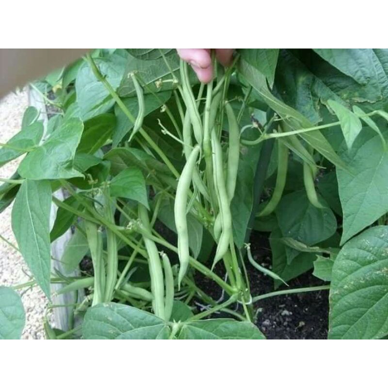 50H _# Hạt _giống_ đậu _cove_ lùn