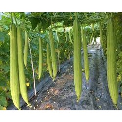 Hạt Giống Mướp Hương Lai F1 dễ trồng TOTT's fertilizer