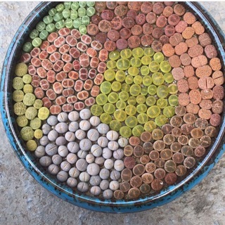 [MUA 10 TẶNG 1] SEN ĐÁ LITHOPS (SEN MÔNG; THẠCH LAN)