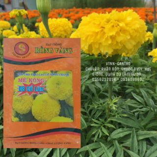 HẠT GIỐNG VẠN THỌ THÁI "CAO LỠ CỔ LÙN" MÊ KÔNG 08 CỔ LÙN_MÀU VÀNG CHANH