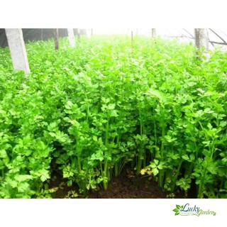 10 g hạt giống rau cần tây xtra
