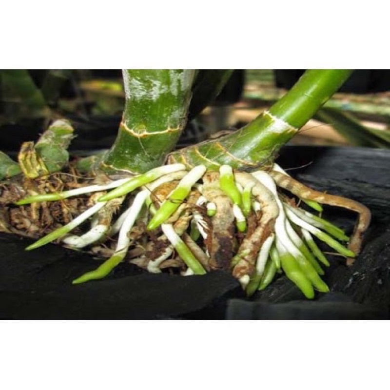 Phân bón kích ra mầm , chồi , rễ cực mạnh TOPONSU -gói 20gr- chuyên cho cây cắt cành, ghép, giâm