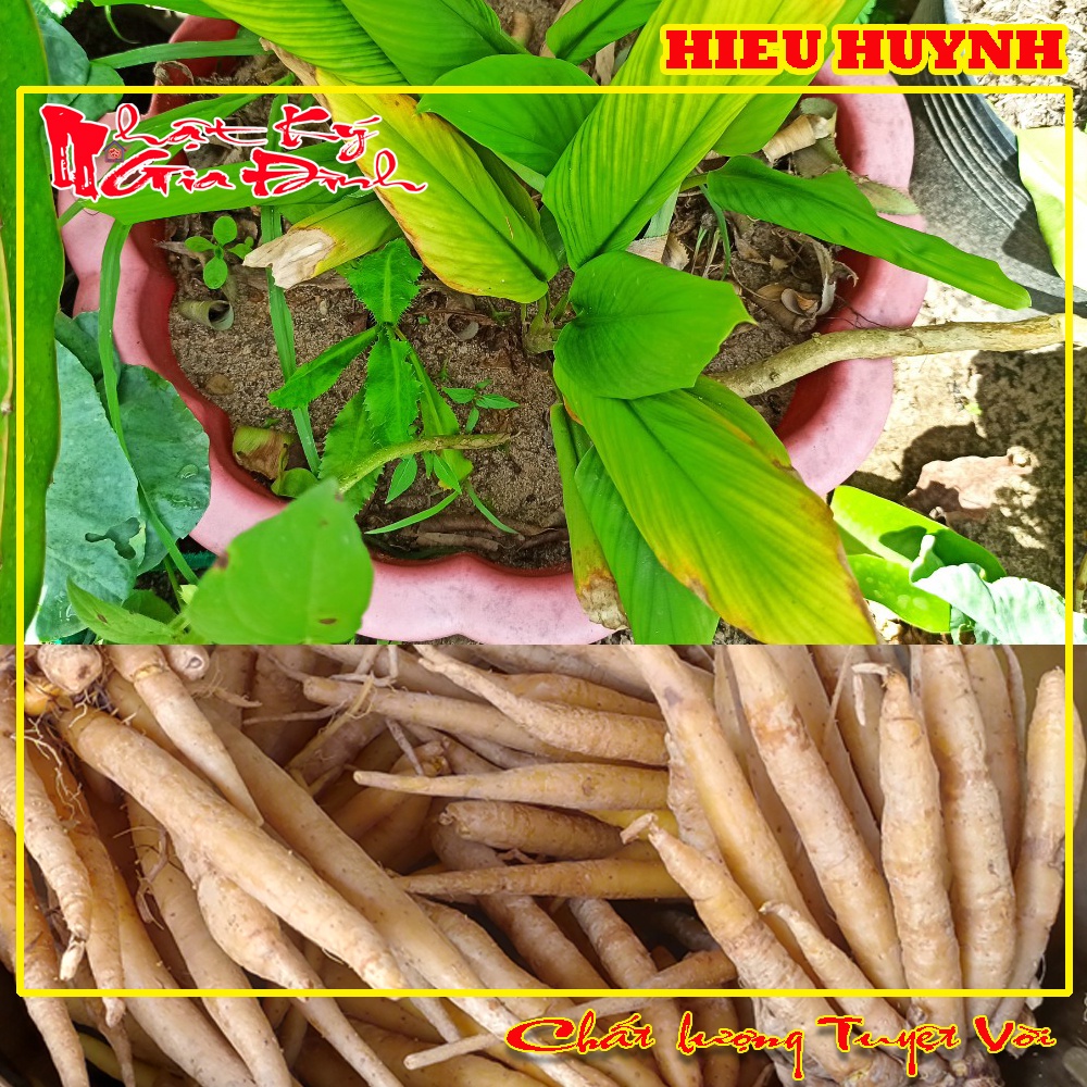Cây Ngãi Bún Vùng 7 Núi Mua Về Trồng Lấy Củ Dùng Làm Bún Cá, Bún Mắm Miền Tây