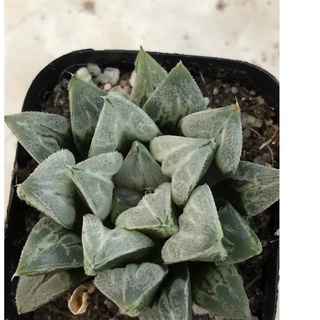 Haworthia ,.