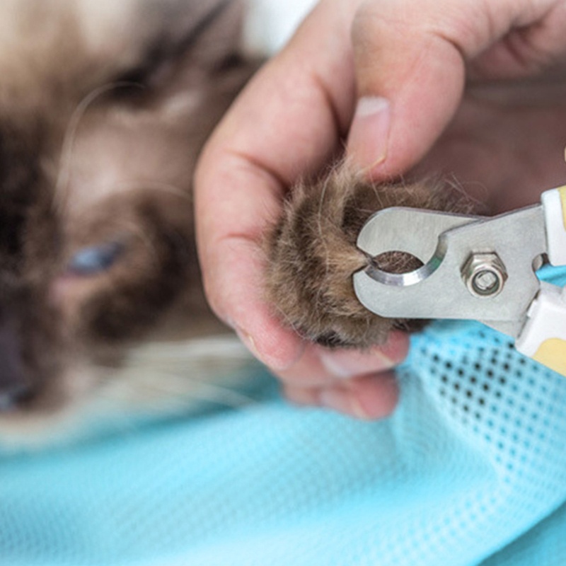 Túi Tắm Cho Mèo May Mắn Để Kiểm Tra Sự Nghỉ Ngơi Cho Salon Làm Đẹp