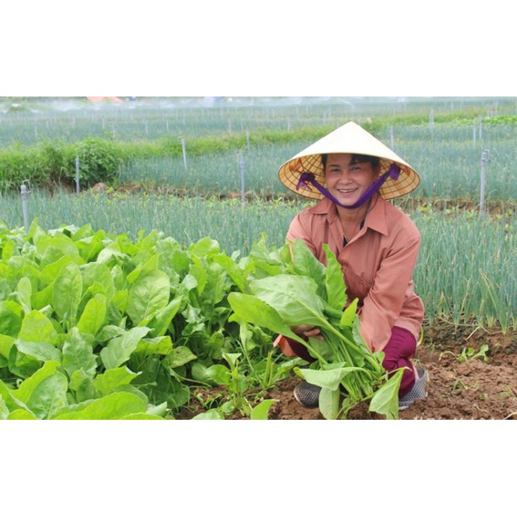 Hạt Giống Cải Bó Xôi F1 (Rau Chân Vịt) Loại dễ trồng, năng suất cao, kháng sâu bệnh [ gói 500gram,1kg]