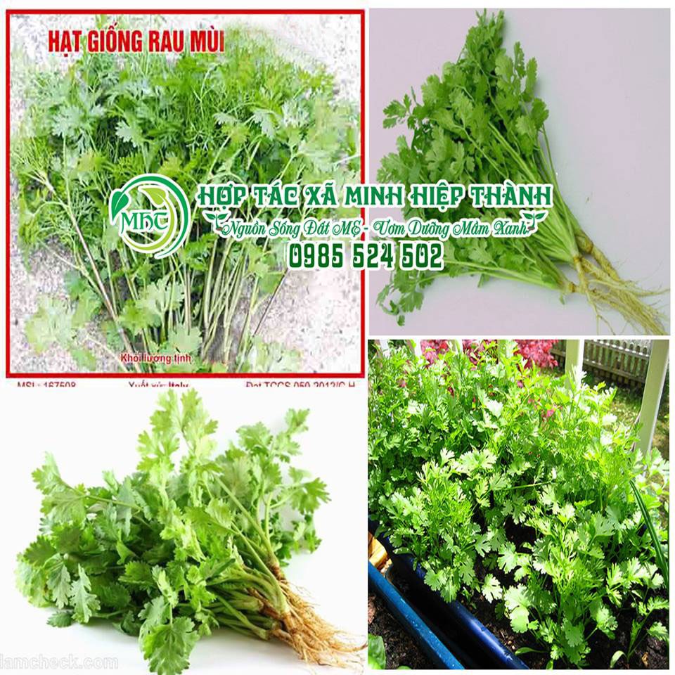 Hạt giống rau mùi