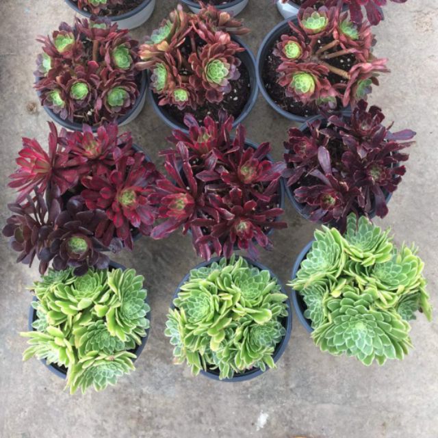 Sen đá  Aeonium