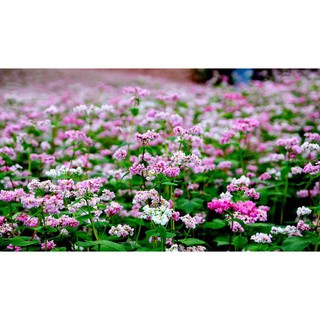 Hạt giống hoa Tam giác mạch