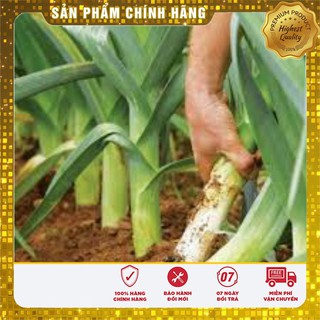 Hạt Giống Tỏi Tây(1gr)