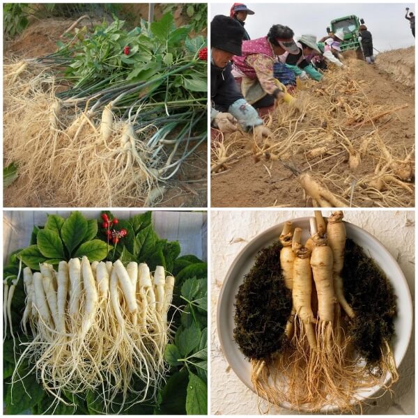 Hạt Giống Nhân Sâm Hàn Quốc cao sản F1