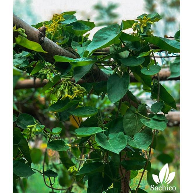 Cây Giống Hoa Thiên Lý Leo Giàn .