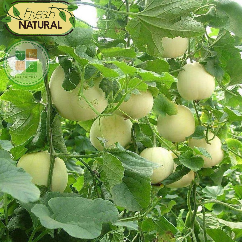 Hạt giống dưa lê siêu ngọt Bạch Ngọc F1 - Hybrid