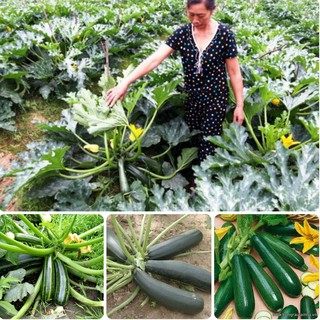 Hạt Giống Bí Ngòi Xanh