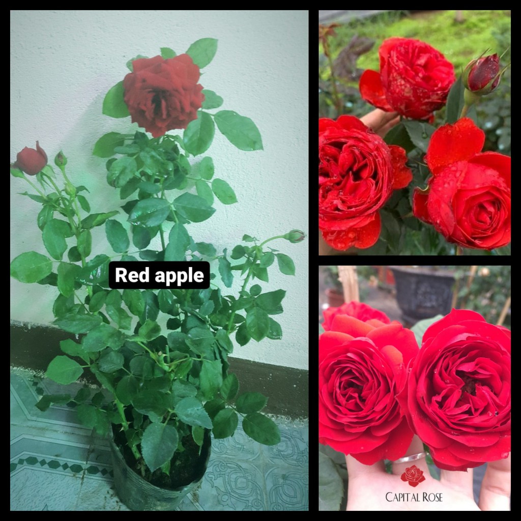 Cây Hoa Hồng Red Apple