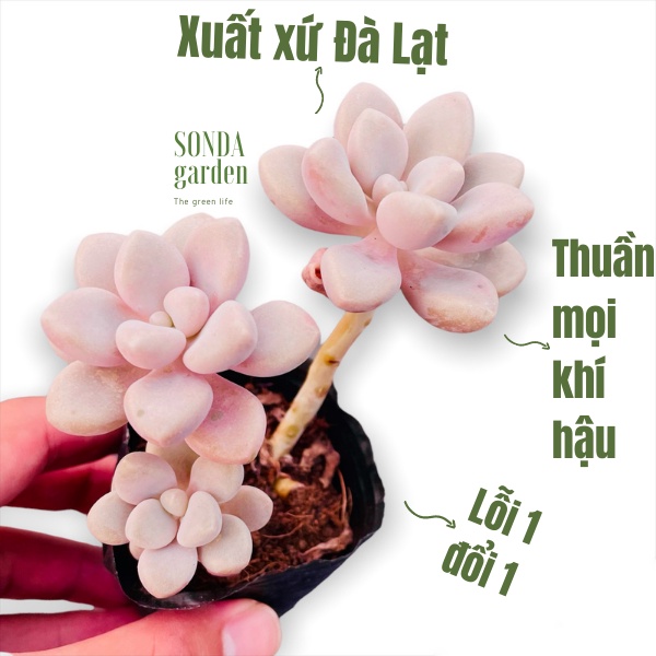 Sen đá sỏi hường cổ thụ SONDA GARDEN size bé 5-6cm, xuất xứ Đà Lạt, khoẻ đẹp, lỗi 1 đổi 1