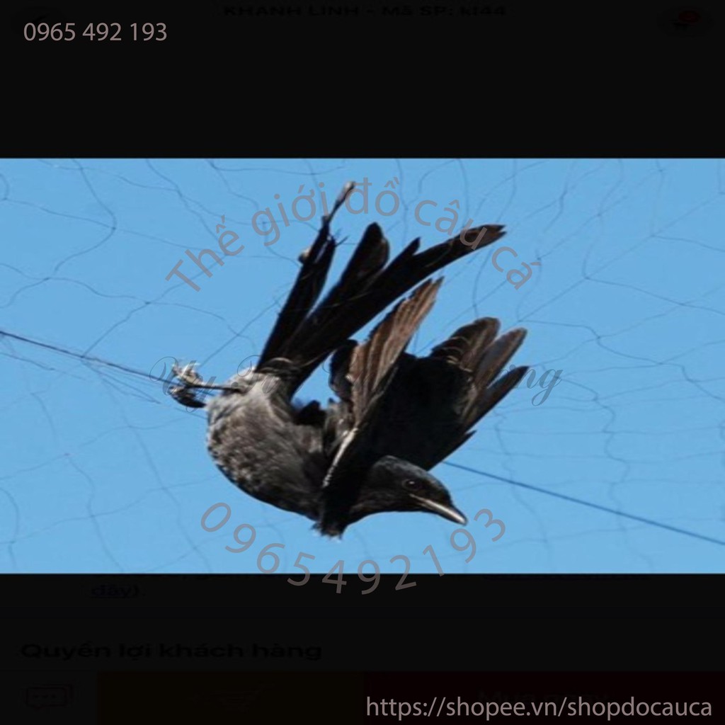 Lưới bẫy chim dài 40m cao 5m mắt lưới 6cm ( rẻ vô địch )