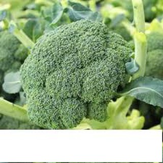 Hạt Giống Bông Cải Xanh (Súp Lơ Xanh) 0.2gr
