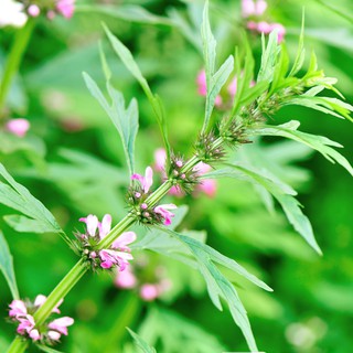 Ích Mẫu khô sạch 100 gram