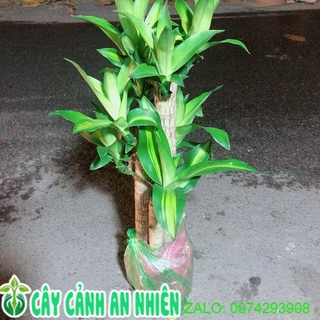 Cây phát tài 5 thân