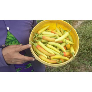Gói 0.1g hạt giống ớt lai F1 sừng vàng Châu Phi