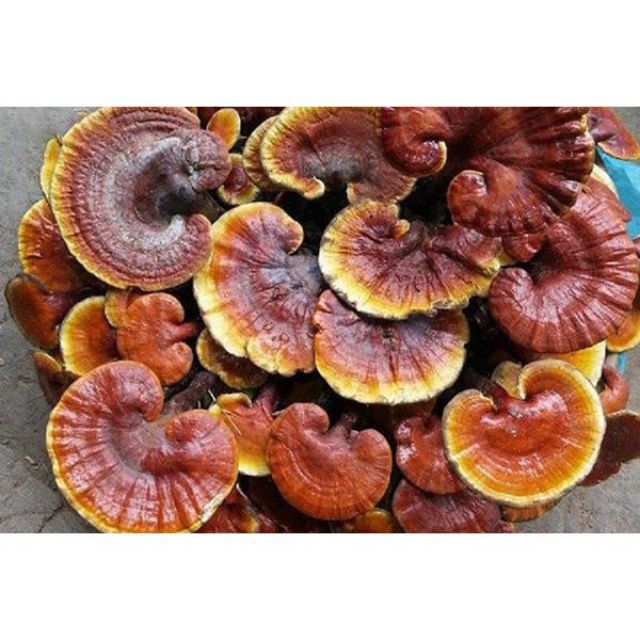 Nấm Lim Xanh rừng chuẩn