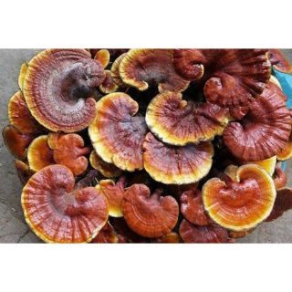 Nấm Lim Xanh rừng chuẩn [1kg]