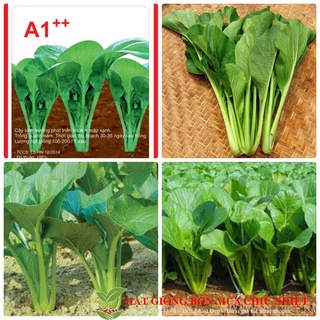 Gói 100 hạt giống cải ngọt