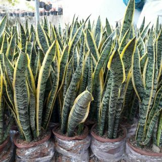 Cây lưỡi hổ 3 cây 1 chậu