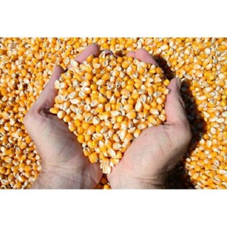 1kG Bắp Nổ - Mỹ (dùng làm món BẮP RANG BƠ)  NGON