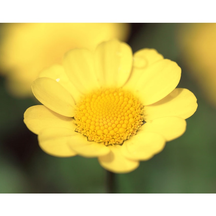 PHÂN BÓN LÁ GROWMORE BLOOM NPK 10-55-10+TE 100G GROW MORE Bổ sung lân phân hoá mầm hoa, kích thích ra hoa và phát triển