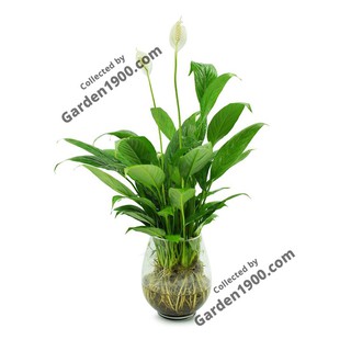 Cây lan ý thủy sinh - Cây nội thất văn phòng