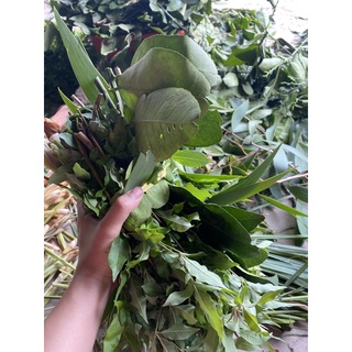 Lá xông tươi